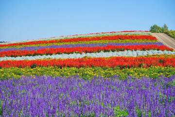 Colorful flower garden