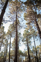 Top view of pinewoods in Gran Canaria countryside