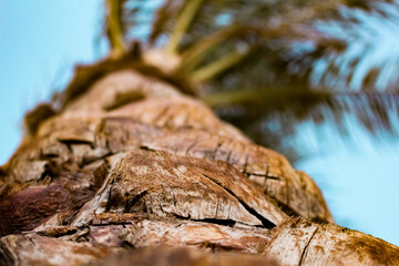 palm trunk