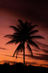 Palm tree showing its silhouette against the sunset light. Tree silhouette. Palm leaves in backlight.