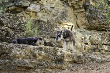 Pair of schnauzer dogs laying on rocks