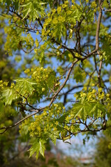 Fototapeta premium leaves against the sky (листья на фоне неба)
