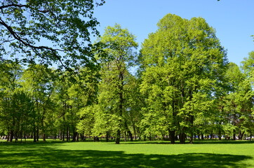 tree in the park (деревья в парке)