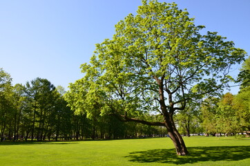 trees in the park (деревья в парке)