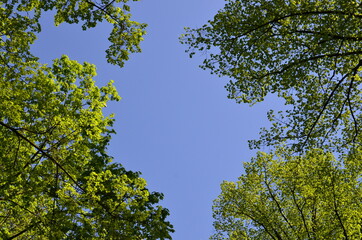 green leaves against blue sky (зеленые листья на фоне голубого неба)