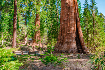 Panorama of the forest with beautiful huge trees and a beautiful natural landscape, Sequoia...