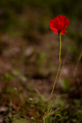 Photograph taken of a red poppy while an insistent ant climbs up its petal.