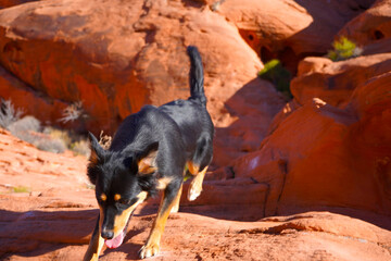 Black dog in the canyon
