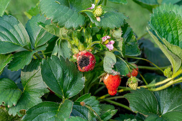 Strawberry fruit with black spot fungus. Gardening, horticulture and organic agriculture concept