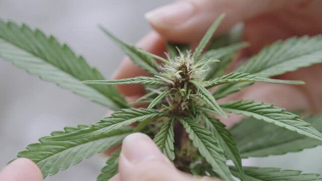 Cultivating marijuana concept, Close up woman hands gently touching cannabis leaves on top bud early flower stage, growing weed ganja herbs plant , thc cbd for medical use, legalize weed cannabis