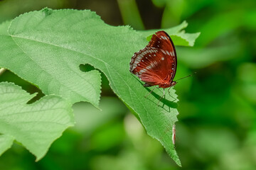 Butterfly clinging to a leaf during the day