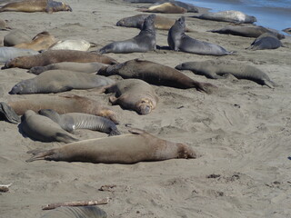 Sea elephants - Big Sur - California
