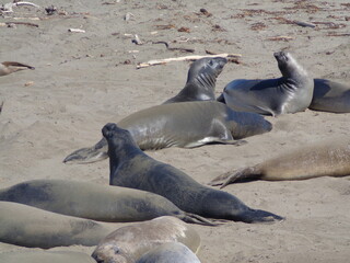 Fototapeta premium Sea elephants - Big Sur - California