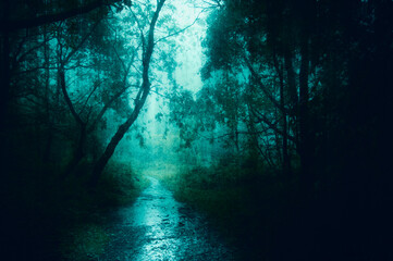 A concept of a path through a spooky, foggy forest in winter. With a grunge, vintage edit.