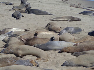 Sea elephants - Big Sur - California