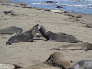 Sea elephants - Big Sur - California