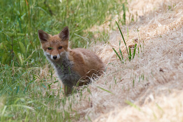 Junger Fuchs bei der Mäusejagd