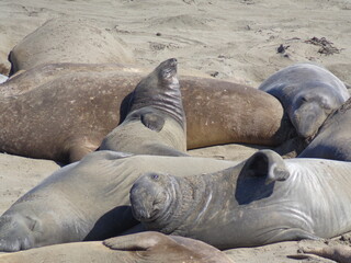 Sea elephants - Big Sur - California