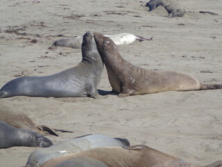 Sea elephants - Big Sur - California