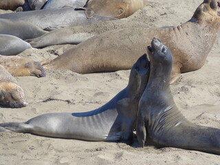 Sea elephants - Big Sur - California