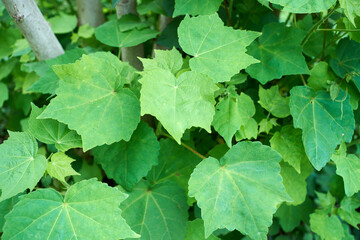 芙蓉の葉っぱ・アップ・初夏・夏