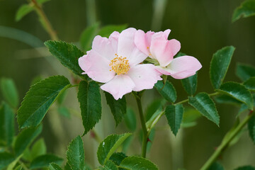 Blüte der Hunds-Rose	