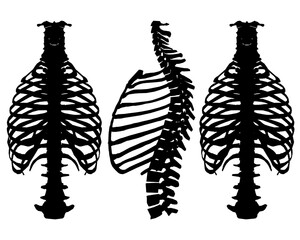 Set with silhouettes of the skeleton of the human chest and spine in different positions isolated on a white background. Vector illustration