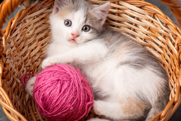Fototapeta na wymiar Little adorable kitten in a basket. Small kitten playing with a pink ball of thread