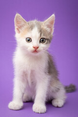 Fototapeta na wymiar Little adorable kitten in studio. Portrait of beautiful white kitten with some spots of other color on purple background