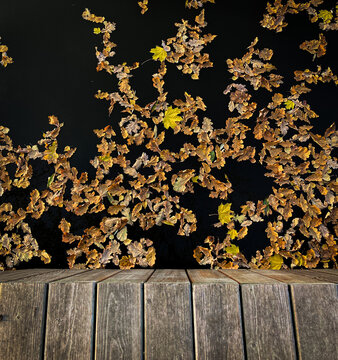 autumn, leaves falling on the water