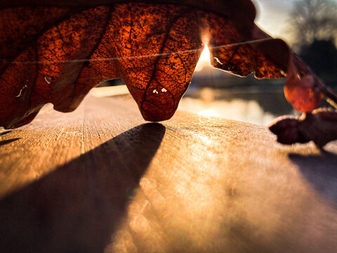 autumn, sunset through a leaf