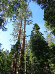 Yosemite National Park