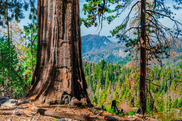 Panorama of the forest with beautiful huge trees and a beautiful natural landscape, Sequoia National Park, USA
