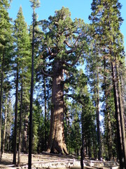Fototapeta premium Yosemite National Park