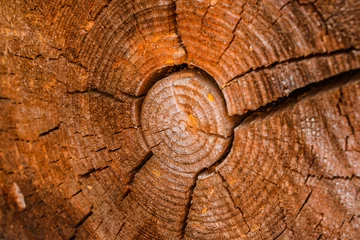 Tuinposter Tree cuts in Redwood Park, beautiful wood texture © KseniaJoyg