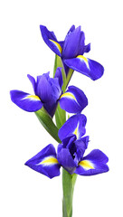 Purple iris flowers in a floral vertical arrangement isolated