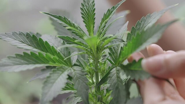 close up female hands carefully touch and stroking green Ganja tree plant leaves, THC CBD for medical use, Cultivating marijuana, indica sativa ruderalis hybrid strain, indoor growth hemp branching