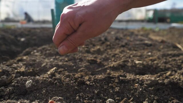 farmer's hand planting seeds in soil., sowing seeds outdoors. close up hands putting seeds in the ground. organic farming. sowing seeds outdoors, gardening. local organic farming real video.