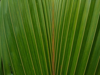Obraz premium coconut palm tree leaf, green background