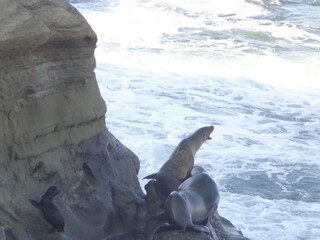 Sea lions and seals on Californian coast