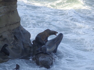 Sea lions and seals on Californian coast