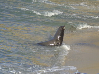Sea lions and seals on Californian coast