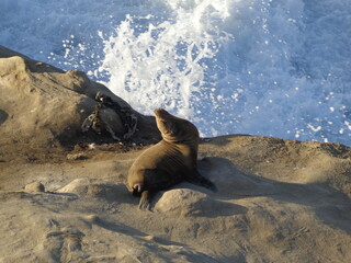 Sea lions and seals on Californian coast
