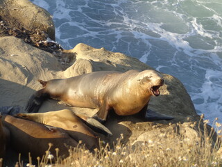 Sea lions and seals on Californian coast