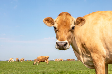 Jersey cow headshot looking innocent in a green field with in de background a herd and the horizon.
