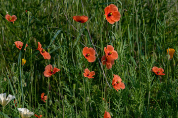 red poppies and green grass