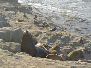 Sea lions and seals on Californian coast