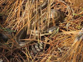 a snake in the autumn forest among the needles