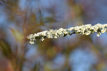 kwiat, flower,  © Grzegorz