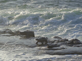 Sea lions and seals on Californian coast